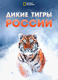 Дикие тигры России