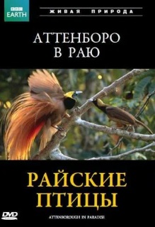 BBC: Райские птицы